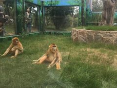 -西安秦岭野生动物园