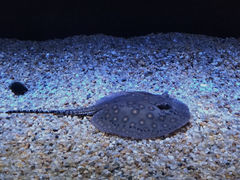 -上海海洋水族馆