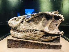 -自贡恐龙博物馆