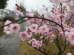 -石塘人家
