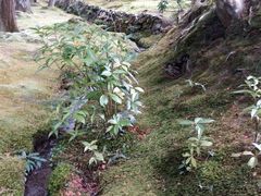 -西芳寺(苔寺)