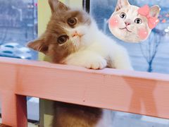 -70cat德文卷毛猫·缅因猫纯种猫舍