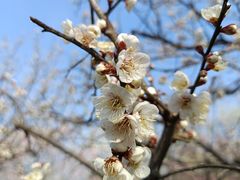 -梅花山(明孝陵内)