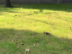 -上海虹桥迎宾馆