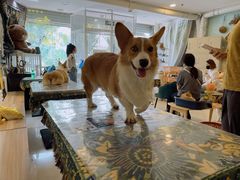 -平行世界·猫咖(首经贸店)