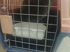 -米苏动物医院·犬猫专科·骨科外科内窥镜