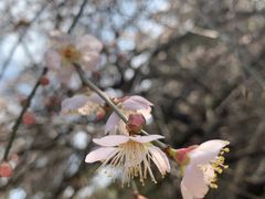 -北寺塔