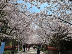 -高东镇樱花园