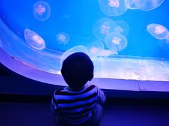 -芜湖新华联大白鲸海洋公园