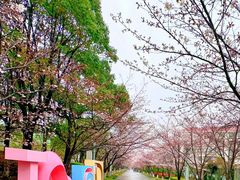 -高东镇樱花园