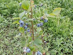 -中国天府农业博览园