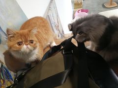 -瞄一喵猫咖(格力海岸店)