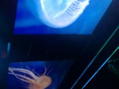 -海洋公园海洋列车－海滨站