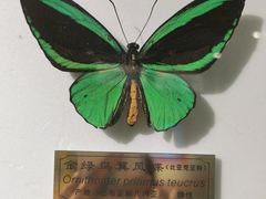 -上海昆虫博物馆