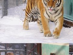 -横道河子东北虎林园