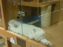 -Pets First伊珊娜洗护·精致美容·家庭式寄养(新会路店)