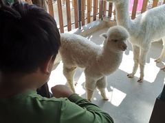 -昆明大悦城未来动物城(螺蛳湾中心店)