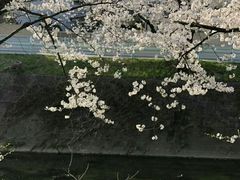 -名古屋城