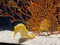 -珠海长隆海洋王国