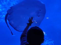 -烟台海昌鲸鲨海洋公园