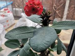 -成桂西餐厅·41年的味道(五大道疙瘩楼店)