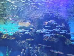 -华夏文旅海洋公园