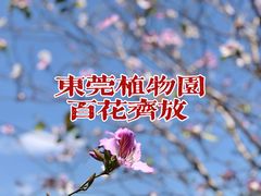 -东莞植物园