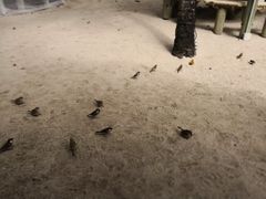 -塞尔夫岛
