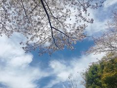 -千岛湖天屿景区