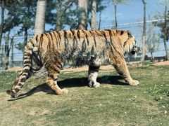 -西霞口神雕山野生动物世界