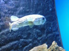 -北戴河圣蓝海洋公园