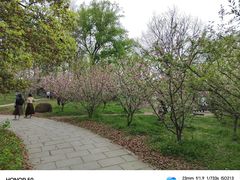 -上海共青森林公园