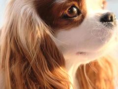 -萌宠之家·腊肠犬·马尔泰·小体犬舍