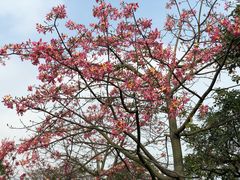-广东花都香草世界旅游度假区