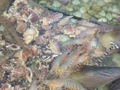 -乡味海鲜农家菜·巽寮土窑鸡(地道美食店)