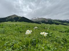 -新疆那拉提国家旅游度假区