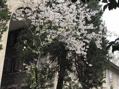 -武汉大学-樱园