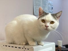 -猫咪派对(江南西店)