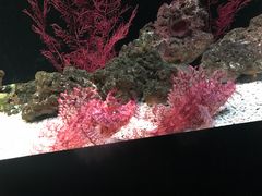 -暹罗海洋世界