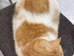 -喵园·猫主题咖啡厅·撸猫·猫咖(国贸店)