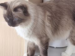 -鼓捣猫呢主题猫咖店