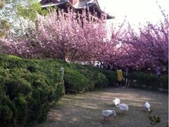 iphone_upload_pic-西安青龙寺遗址景区
