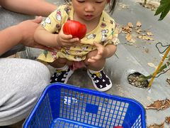 -菊园百果园