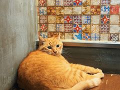 -肥仔文澳门猪骨煲(南京西路店)