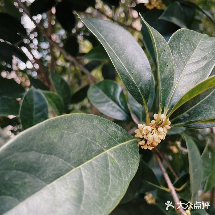 闻到了今年第一缕桂花香