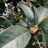 闻到了今年第一缕桂花香