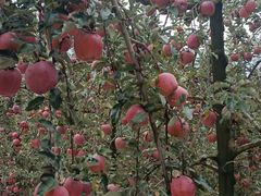 -小八仙·宴(三峡茶庄店)