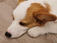 -浣熊柯尔鸭土拨鼠·电玩咖