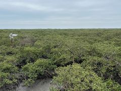 -北海金海湾红树林生态旅游区