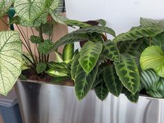 -南拳十三姨·潮汕砂锅粥·粤菜(西单大悦城店)